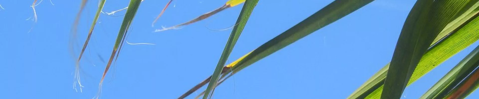 Palmwedel vor blauem Himmel auf Mallorca